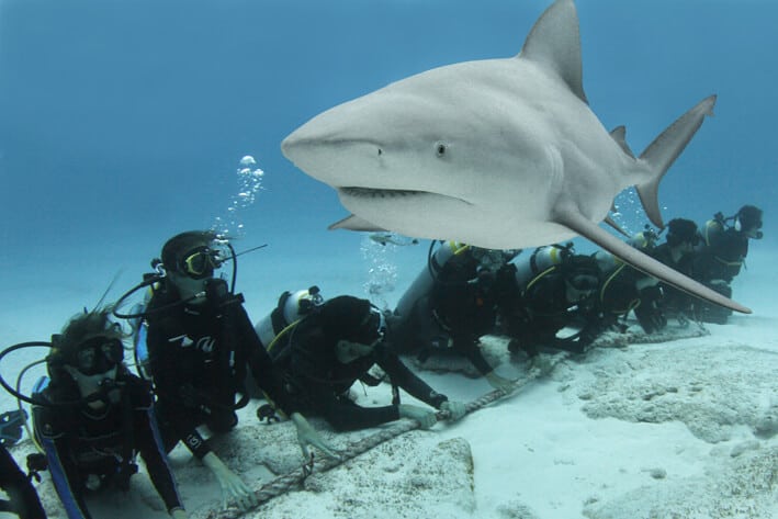 Stagione degli squali zambezi