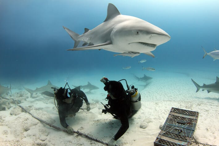 PADI Shark Observer – Scuba Diving in Playa del Carmen