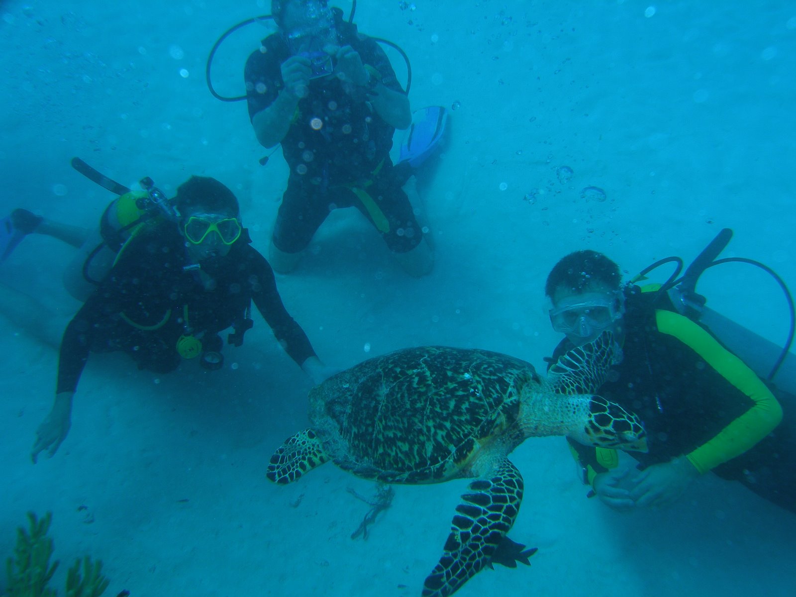 scuba caribe playa del carmen