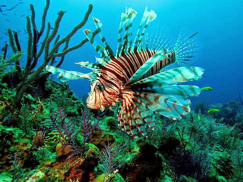 increasing-population-of-the-lionfish-in-the-caribbean-scuba-diving