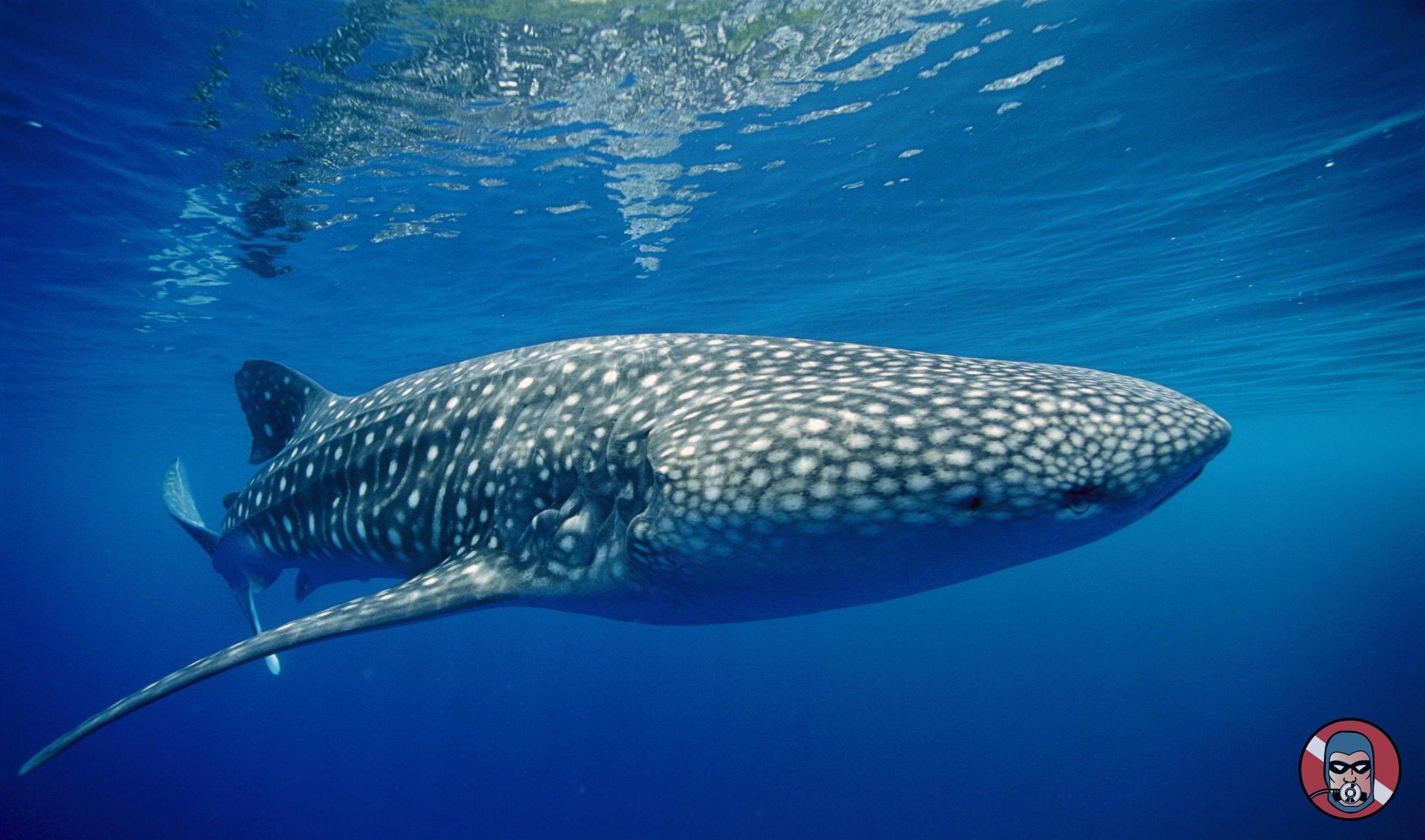 Whale Sharks are in danger of extinction