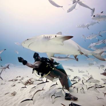 5 Essential Shark Diving Beginner Safety Tips