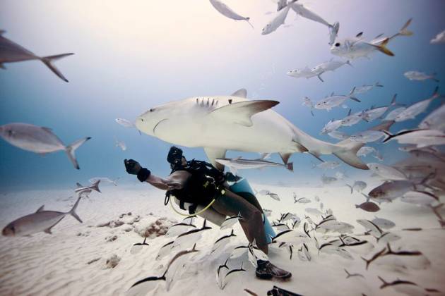 5 Essential Shark Diving Beginner Safety Tips